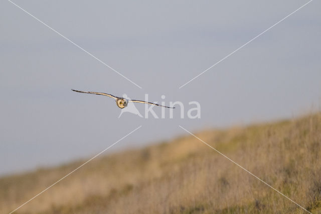 Short-eared Owl (Asio flammeus)