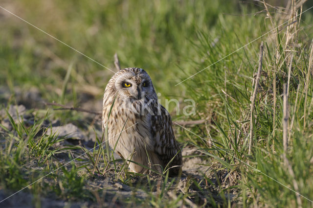 Short-eared Owl (Asio flammeus)