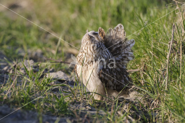 Short-eared Owl (Asio flammeus)