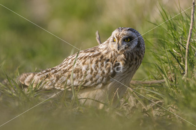 Short-eared Owl (Asio flammeus)