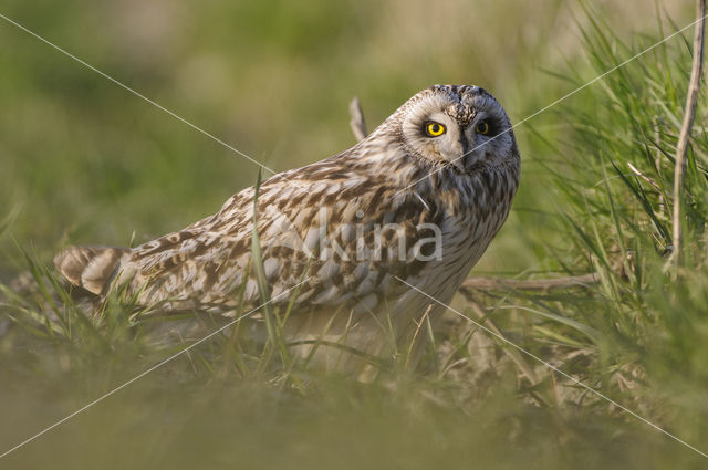 Short-eared Owl (Asio flammeus)