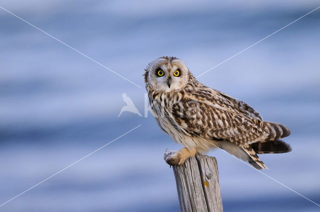 Short-eared Owl (Asio flammeus)