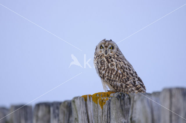 Short-eared Owl (Asio flammeus)