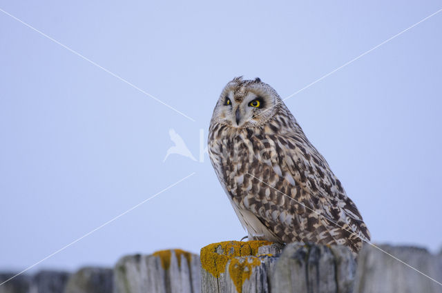 Short-eared Owl (Asio flammeus)