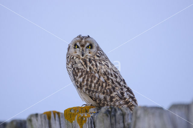 Short-eared Owl (Asio flammeus)