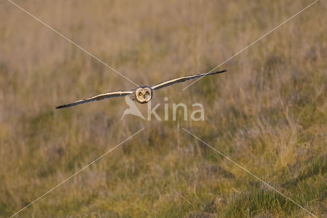 Short-eared Owl (Asio flammeus)