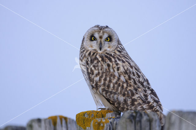 Short-eared Owl (Asio flammeus)