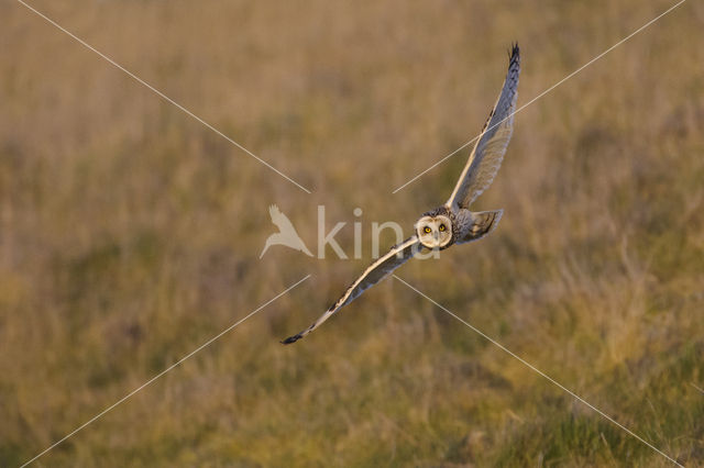 Velduil (Asio flammeus)