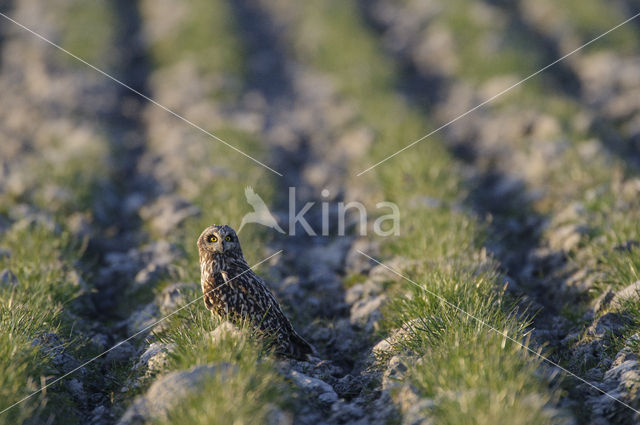 Short-eared Owl (Asio flammeus)