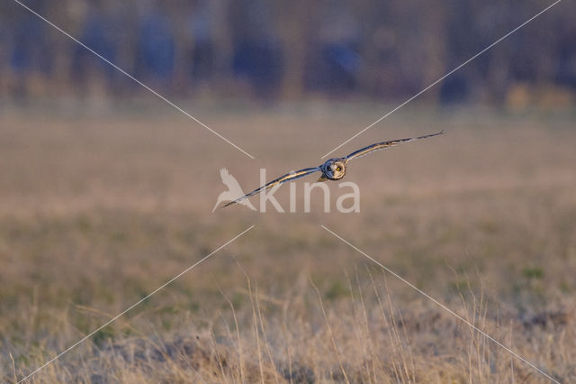 Short-eared Owl (Asio flammeus)