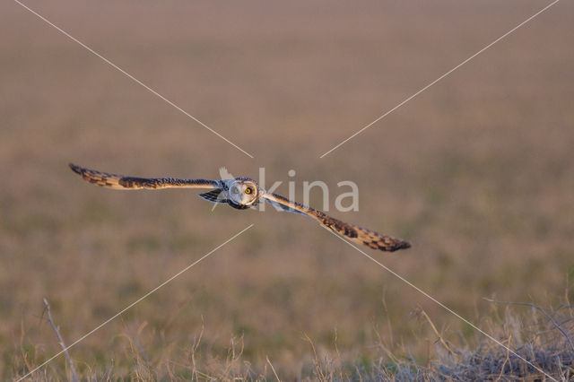 Short-eared Owl (Asio flammeus)