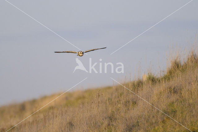 Short-eared Owl (Asio flammeus)