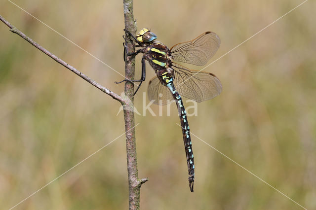 Venglazenmaker (Aeshna juncea)