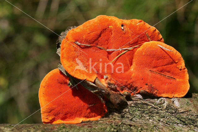 Cinnabar Bracket (Pycnoporus cinnabarinus)