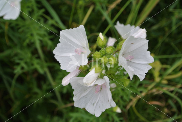 Vijfdelig kaasjeskruid (Malva alcea)