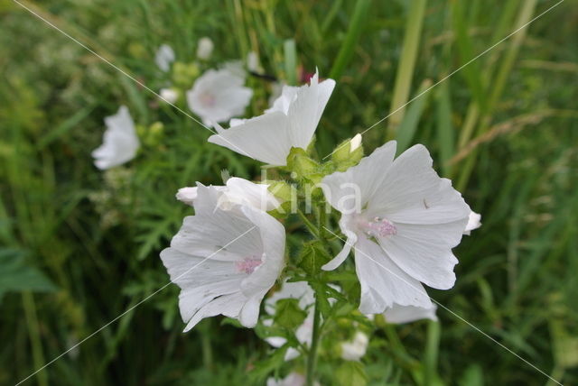 European Mallow (Malva alcea)