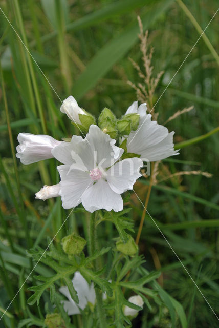 European Mallow (Malva alcea)