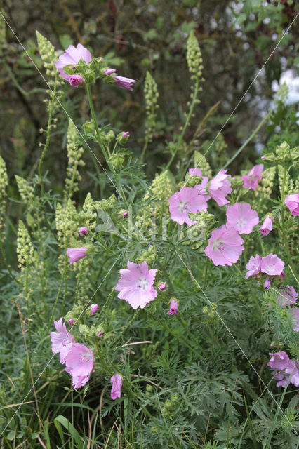 European Mallow (Malva alcea)