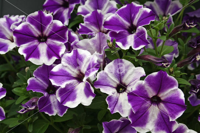 violetflower petunia (Petunia integrifolia)