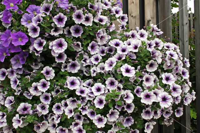 violetflower petunia (Petunia integrifolia)