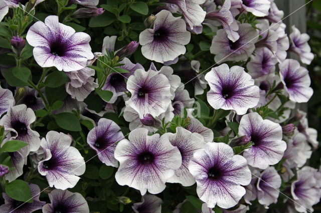 violetflower petunia (Petunia integrifolia)