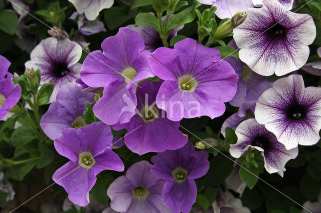 violetflower petunia (Petunia integrifolia)