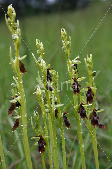 Vliegenorchis (Ophrys insectifera)