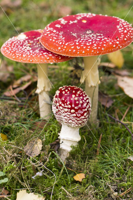Fly agaric (Amanita muscaria)