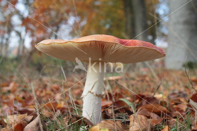 Vliegenzwam (Amanita muscaria)