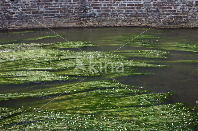 Vlottende waterranonkel (Ranunculus fluitans)