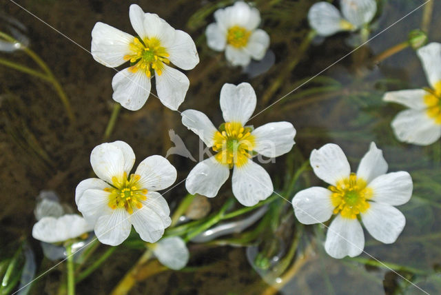 Vlottende waterranonkel (Ranunculus fluitans)