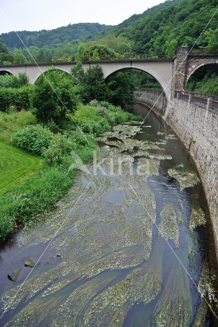 Vlottende waterranonkel (Ranunculus fluitans)