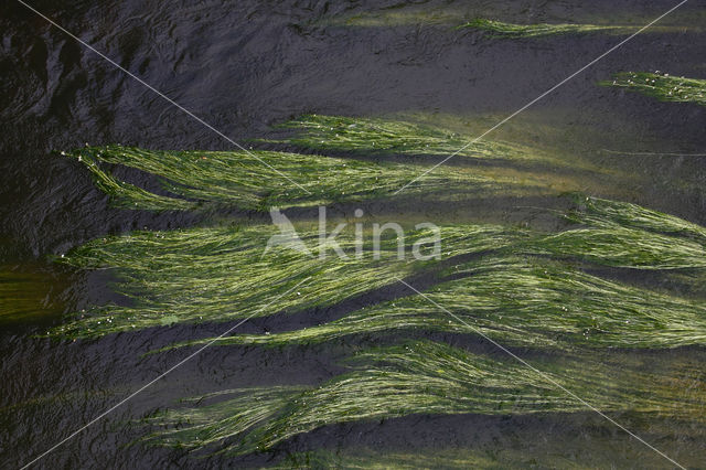 River Watercrowfoot (Ranunculus fluitans)