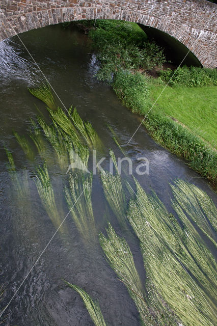 Vlottende waterranonkel (Ranunculus fluitans)