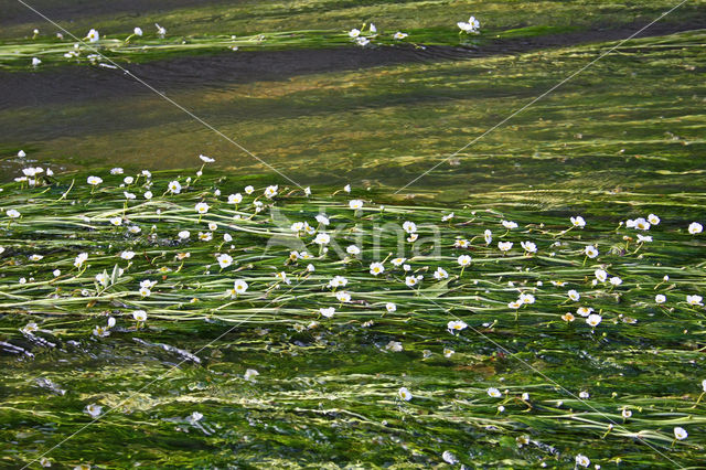 Vlottende waterranonkel (Ranunculus fluitans)