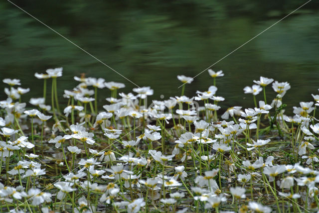 Vlottende waterranonkel (Ranunculus fluitans)