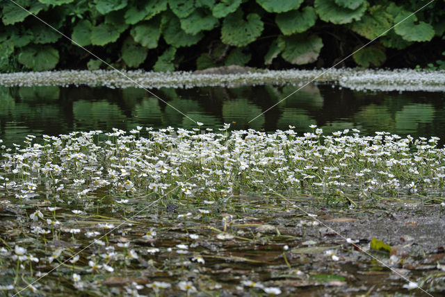 Vlottende waterranonkel (Ranunculus fluitans)