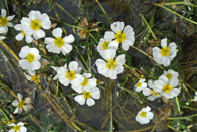 River Watercrowfoot (Ranunculus fluitans)