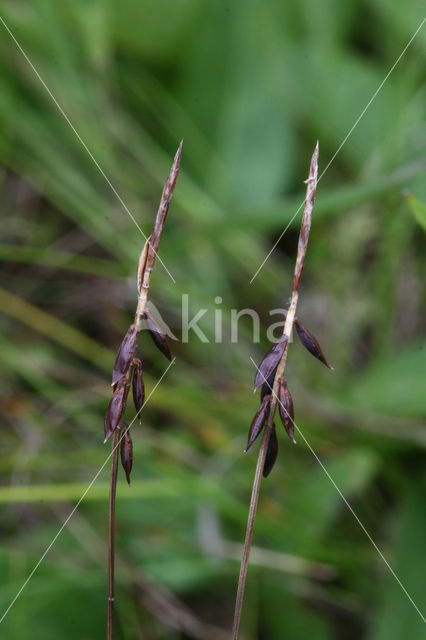 Flea Sedge (Carex pulicaris)