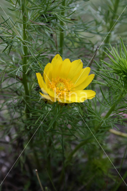 Yellow Pheasant's-eye (Adonis vernalis)