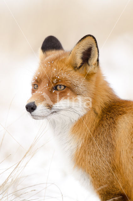 Vos (Vulpes vulpes)