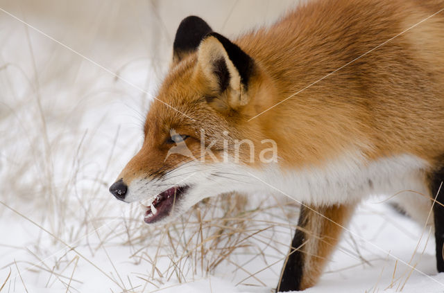 Fox (Vulpes vulpes)