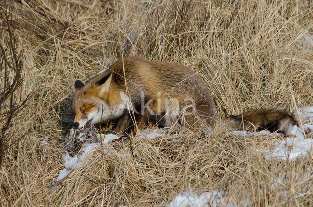 Fox (Vulpes vulpes)