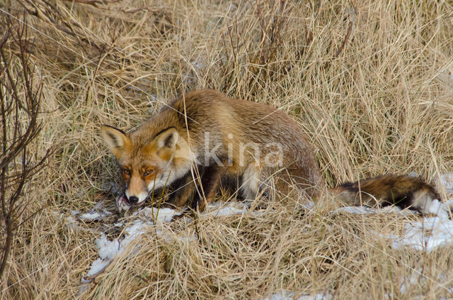 Vos (Vulpes vulpes)