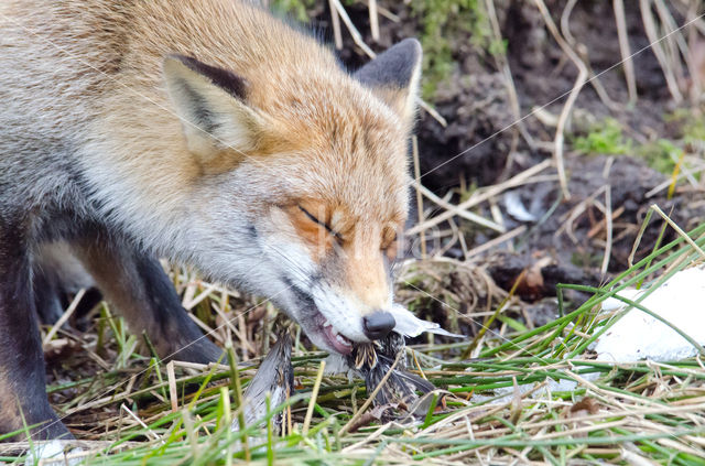 Vos (Vulpes vulpes)