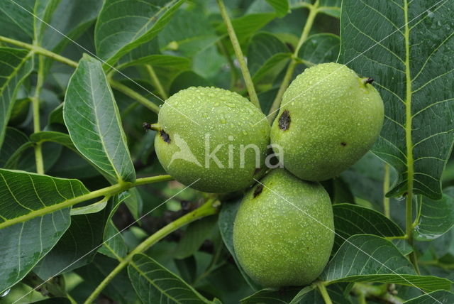 Walnoot (Juglans)