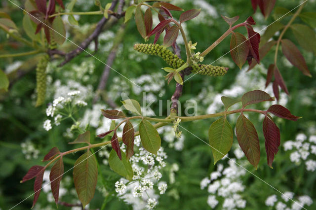 Walnoot (Juglans)