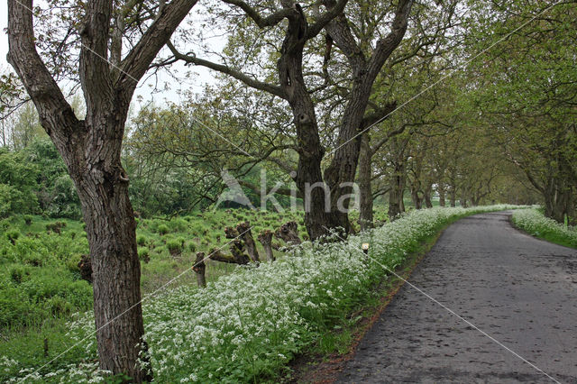 Walnut (Juglans)