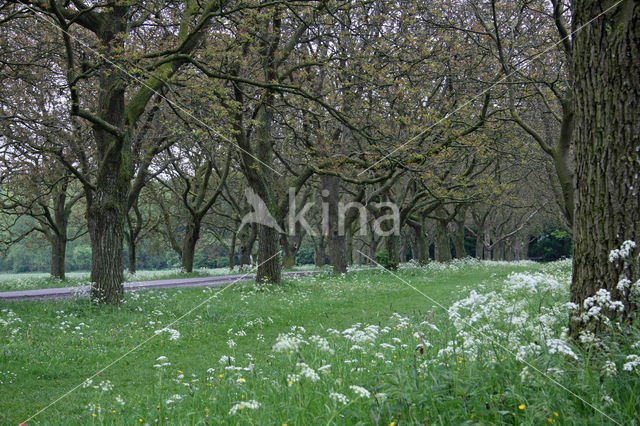 Walnut (Juglans)