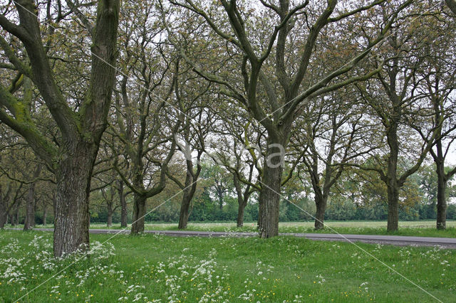 Walnut (Juglans)